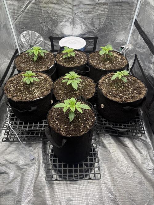 Purple kush & Blueberry. Week 2