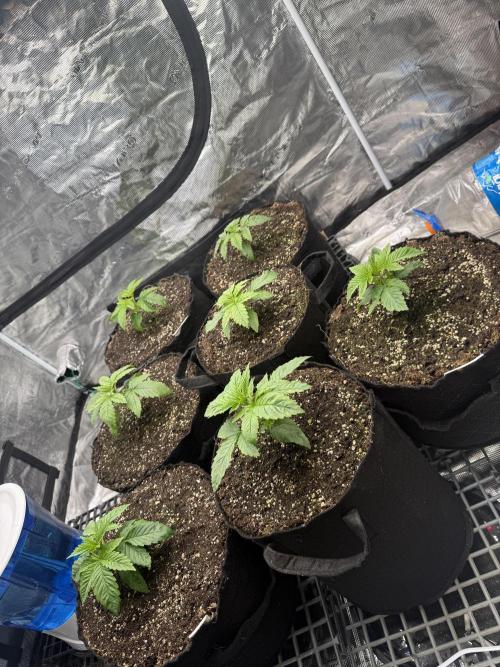 Purple kush & Blueberry. Week 2