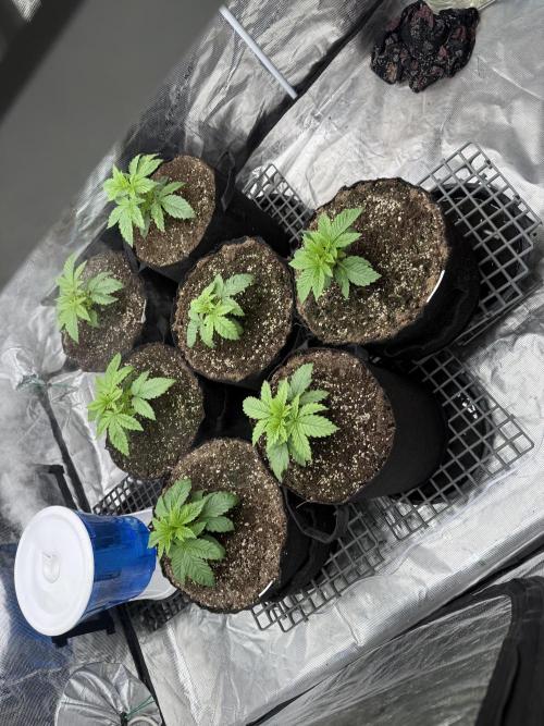 Purple kush & Blueberry. Week 2 - D14
