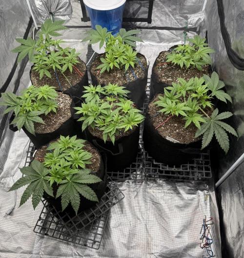 Purple Kush & GG#4 & Og Kush. Week 4