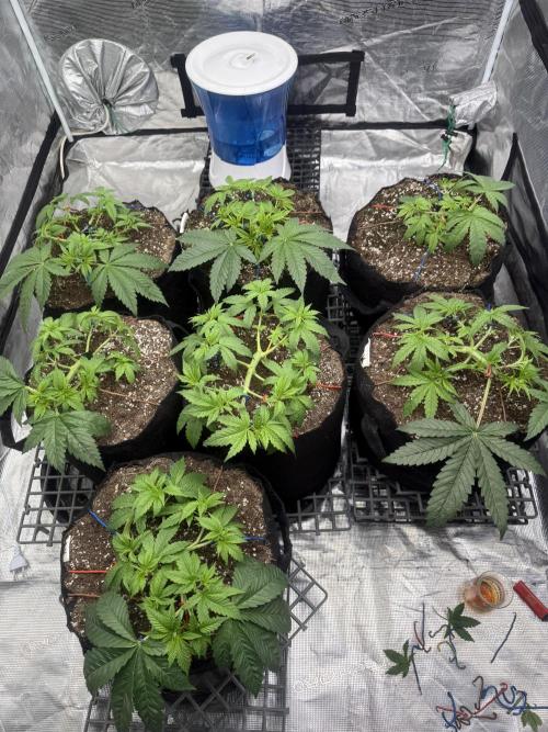 Purple Kush & GG#4 & Og Kush. Week 4