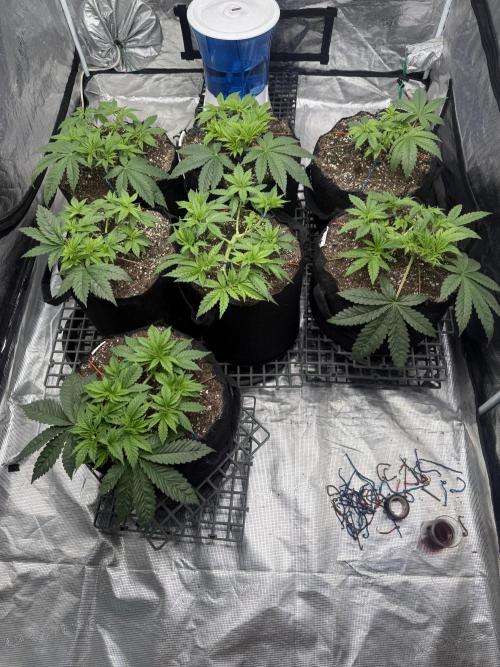 Purple Kush & GG#4 & Og Kush. Week 4