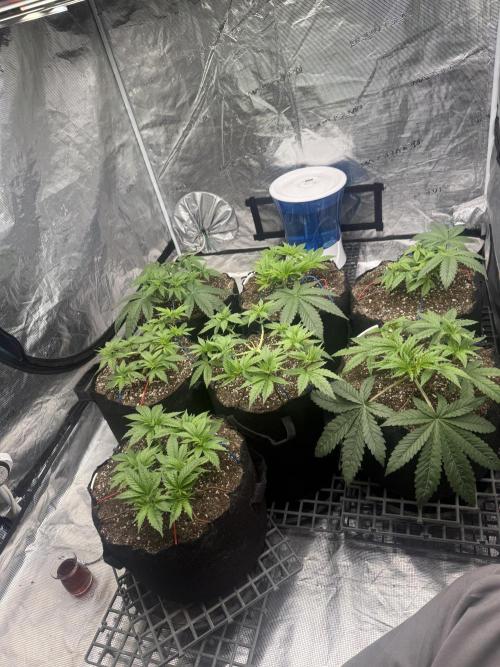 Purple Kush & GG#4 & Og Kush. Week 4