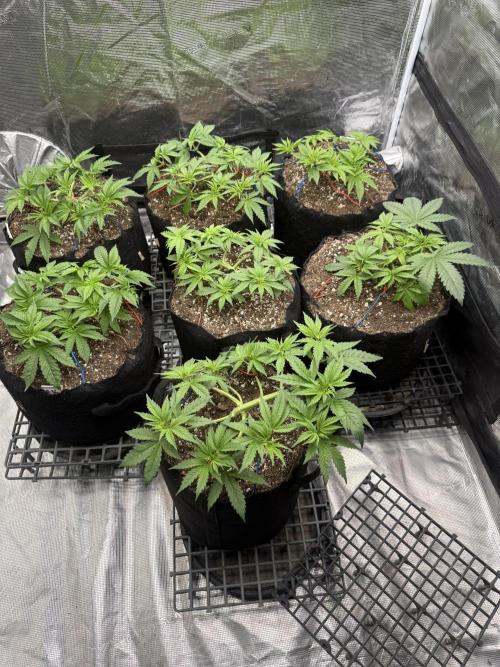 Purple Kush & GG#4 & Og Kush. Week 4