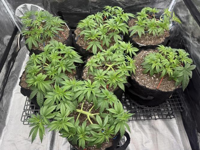 Purple Kush & GG#4 & Og Kush. Week 4