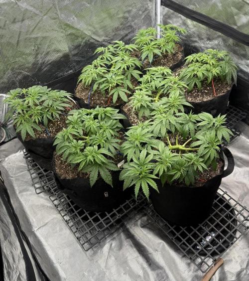 Purple Kush & GG#4 & Og Kush. Week 4