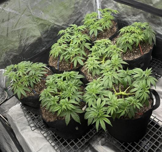 Purple Kush & GG#4 & Og Kush. Week 4