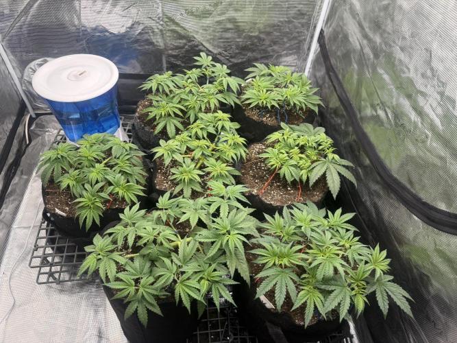 Purple Kush & GG#4 & Og Kush. Week 4