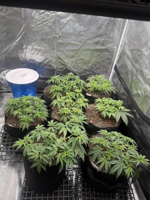 Purple Kush & GG#4 & Og Kush. Week 4 - Lst defolation before