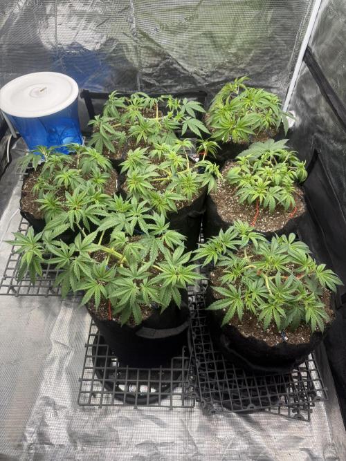 Purple Kush & GG#4 & Og Kush. Week 4 - Lat defolation after