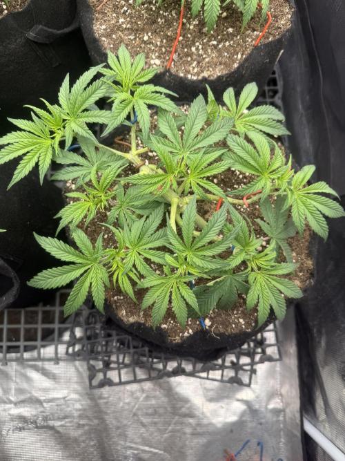 Purple Kush & GG#4 & Og Kush. Week 4 - Purple Kush#1