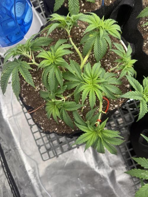 Purple Kush & GG#4 & Og Kush. Week 4 - Purple Kush#2