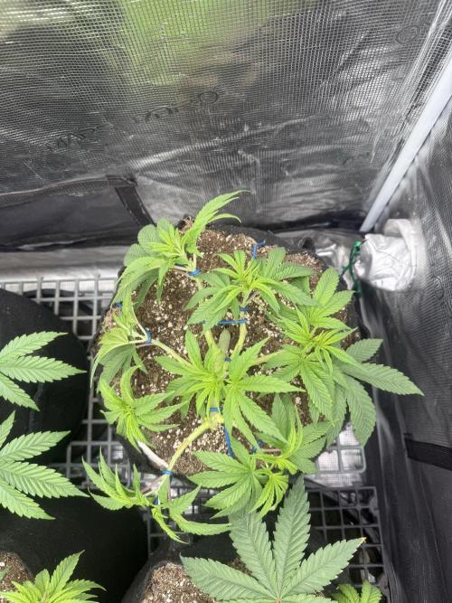 Purple Kush & GG#4 & Og Kush. Week 4 - Purple Kush#3