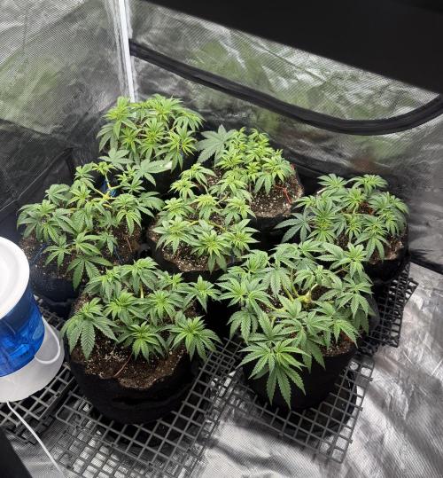 Purple Kush & GG#4 & Og Kush. Week 4