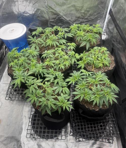 Purple Kush & GG#4 & Og Kush. Week 5