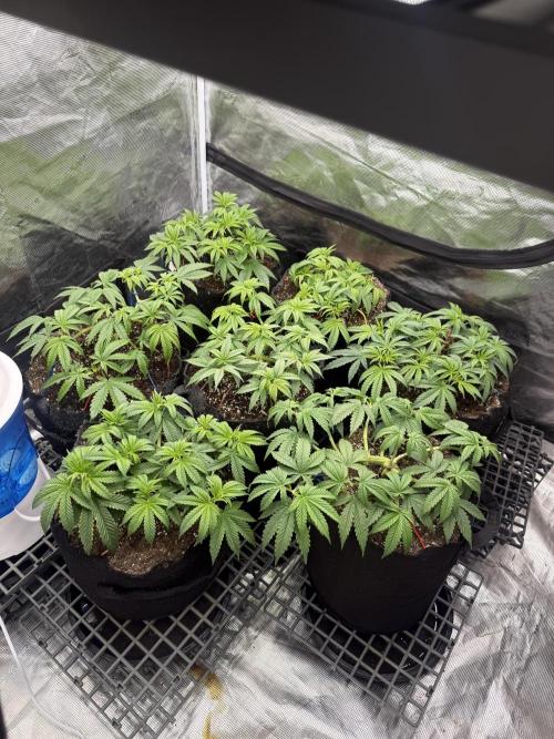 Purple Kush & GG#4 & Og Kush. Week 5