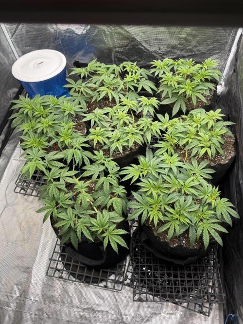 Purple Kush & GG#4 & Og Kush. Week 5