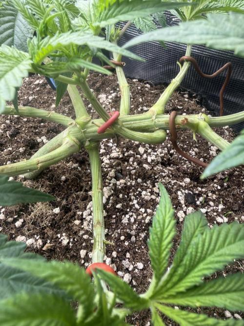 Purple Kush & GG#4 & Og Kush. Week 5