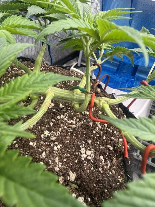 Purple Kush & GG#4 & Og Kush. Week 5