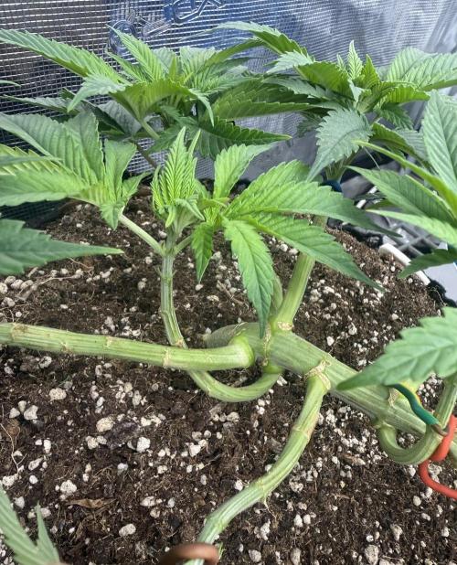 Purple Kush & GG#4 & Og Kush. Week 5 - Lst 