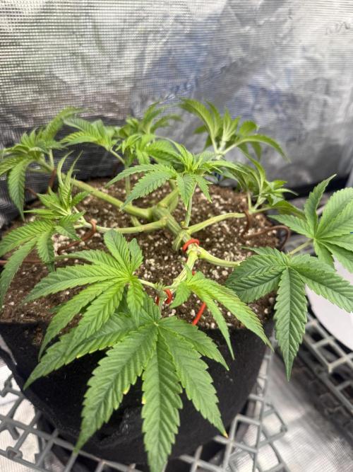 Purple Kush & GG#4 & Og Kush. Week 5