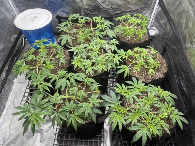 Purple Kush & GG#4 & Og Kush. Week 5