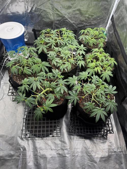 Purple Kush & GG#4 & Og Kush. Week 5