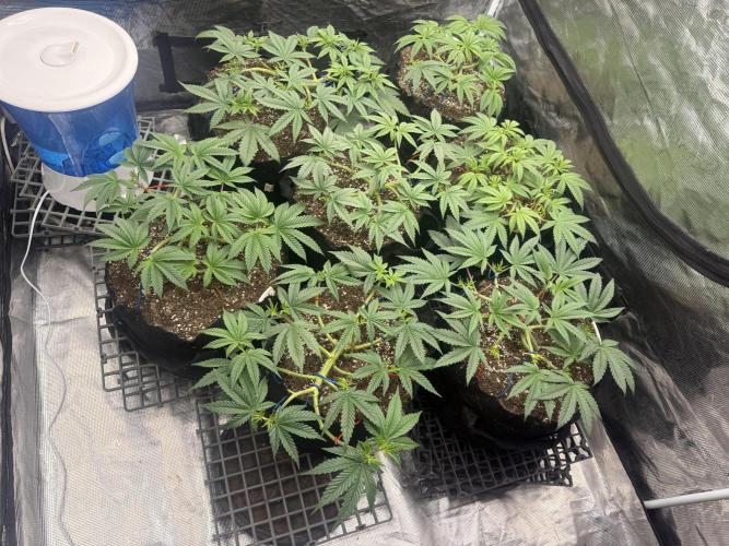 Purple Kush & GG#4 & Og Kush. Week 5