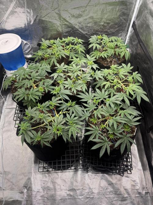 Purple Kush & GG#4 & Og Kush. Week 5