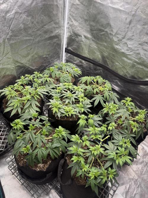 Purple Kush & GG#4 & Og Kush. Week 6