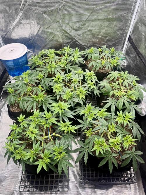 Purple Kush & GG#4 & Og Kush. Week 6