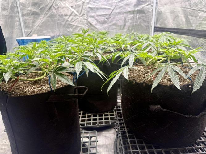 Purple Kush & GG#4 & Og Kush. Week 6