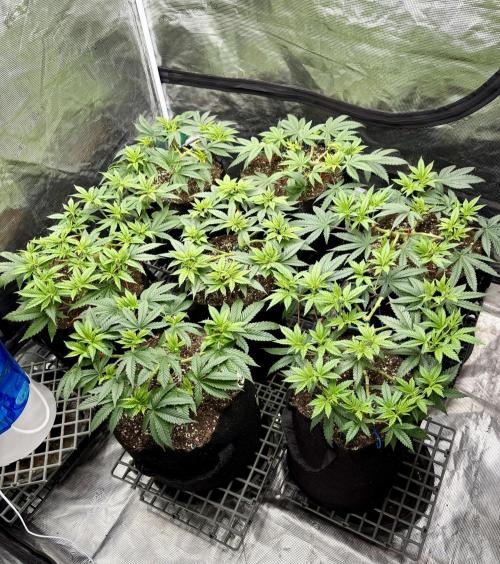 Purple Kush & GG#4 & Og Kush. Week 6