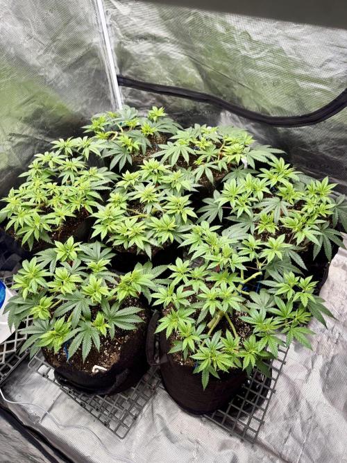 Purple Kush & GG#4 & Og Kush. Week 6