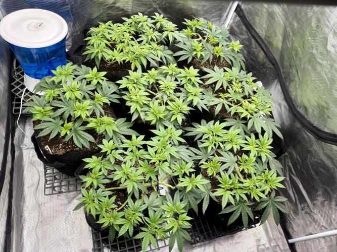 Purple Kush & GG#4 & Og Kush. Week 6