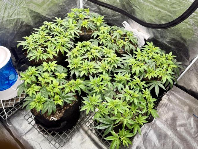 Purple Kush & GG#4 & Og Kush. Week 6