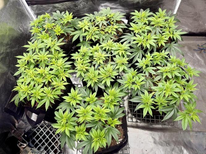 Purple Kush & GG#4 & Og Kush. Week 6