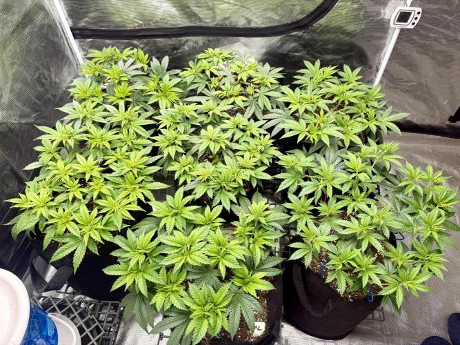 Purple Kush & GG#4 & Og Kush. Week 6