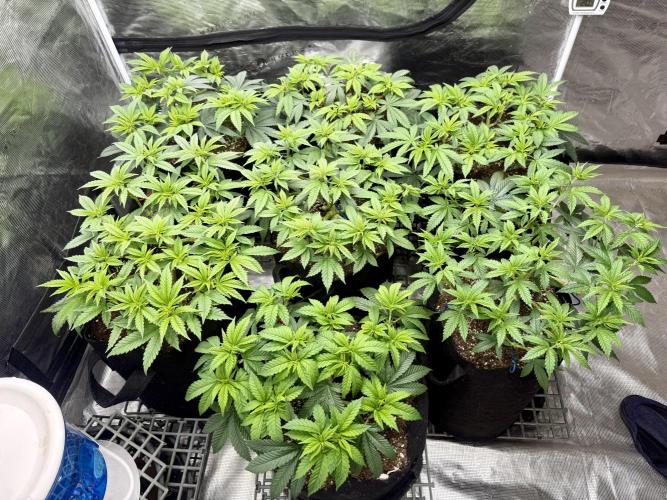 Purple Kush & GG#4 & Og Kush. Week 6