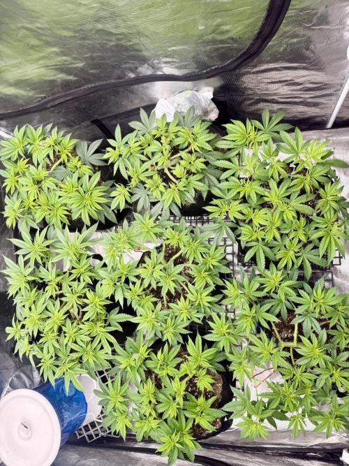 Purple Kush & GG#4 & Og Kush. Week 6