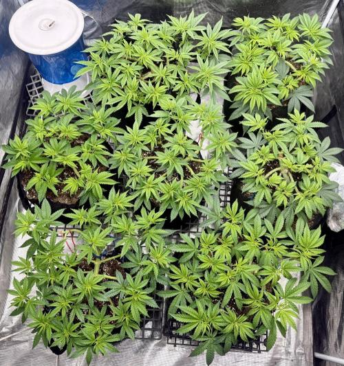 Purple Kush & GG#4 & Og Kush. Week 6