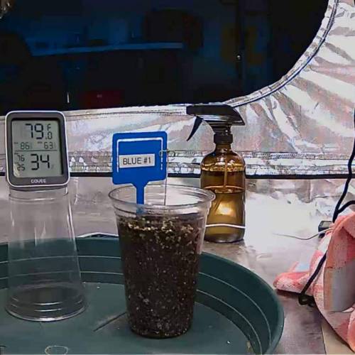 Blueberry Kush grow diary (journal) week0 by shmashin GrowDiaries