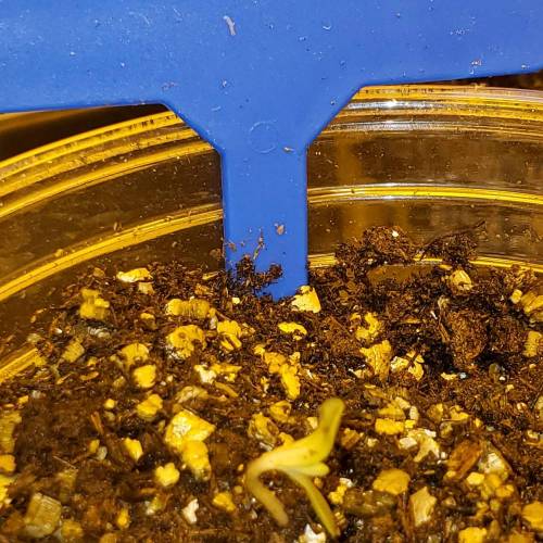 Blueberry Kush grow diary (journal) week0 by shmashin GrowDiaries