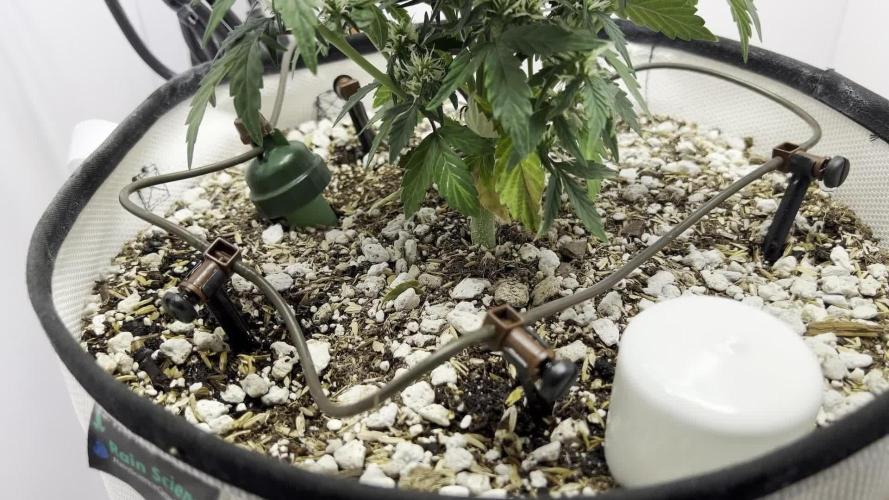 Grease Gun 4Q24 by Atlas Seeds