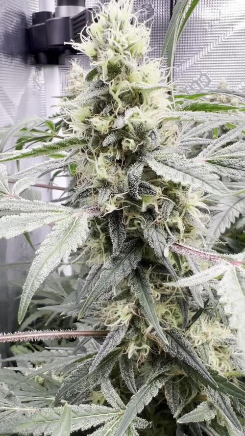 Orange Gasm 4Q24
