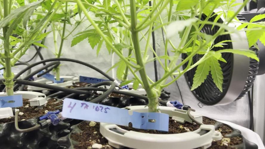 1Q2025 (ON Haze x Original Haze) x Northern Lights #2 [AGSeedco]