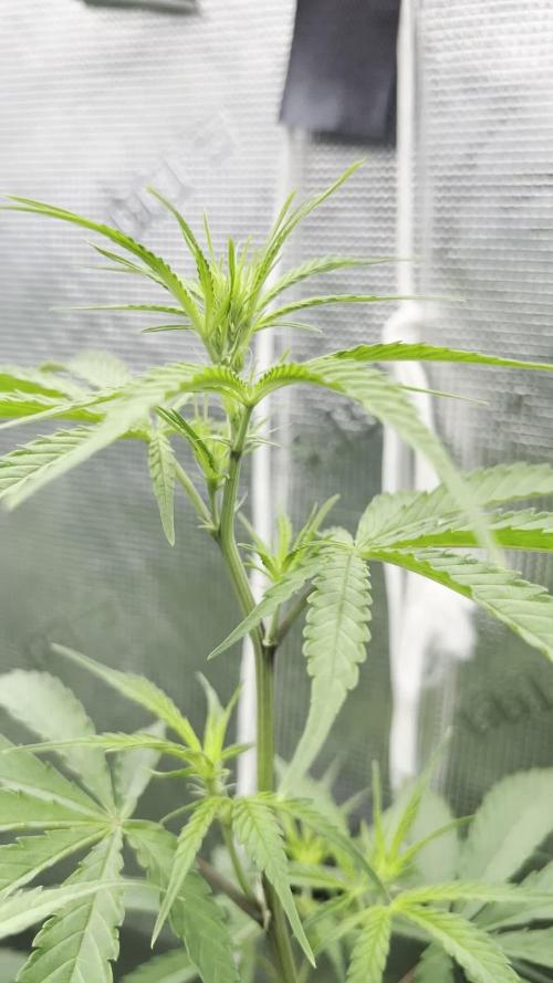 1Q2025 (ON Haze x Original Haze) x Northern Lights #2 [AGSeedco]