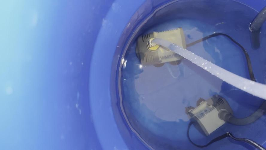 1Q2025 (ON Haze x Original Haze) x Northern Lights #2 [AGSeedco]