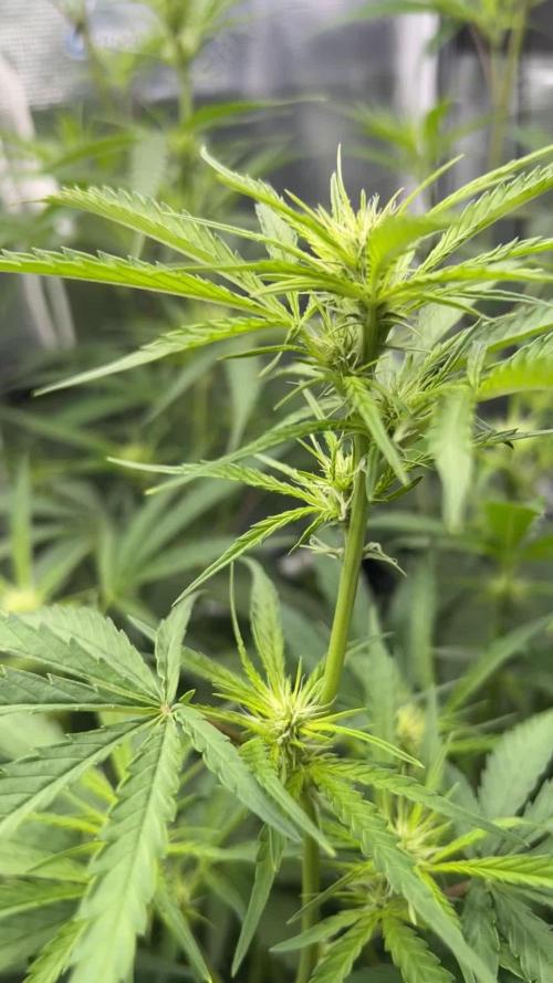 1Q2025 (ON Haze x Original Haze) x Northern Lights #2 [AGSeedco]