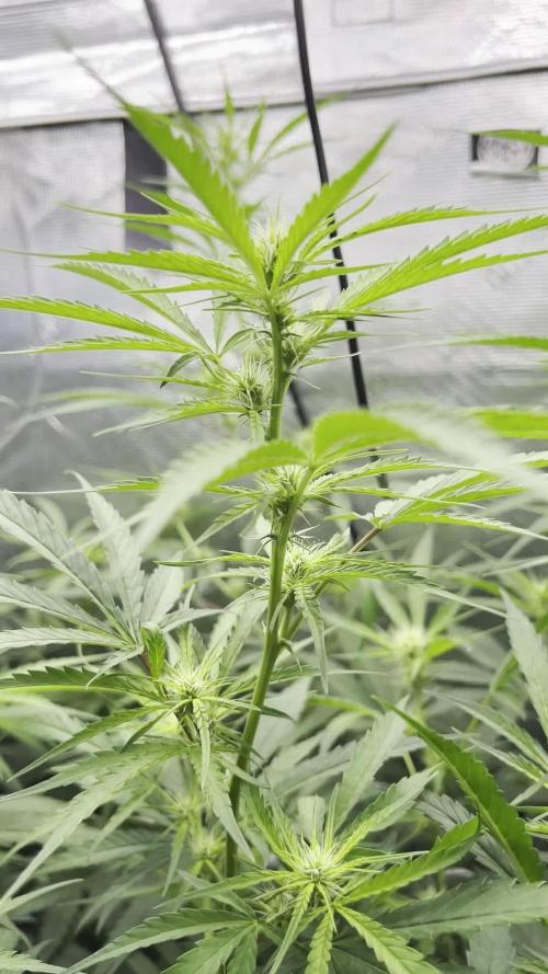 1Q2025 (ON Haze x Original Haze) x Northern Lights #2 [AGSeedco]